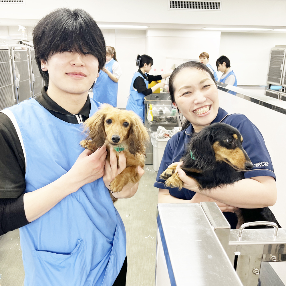 ☆モデル犬たちのお世話☆